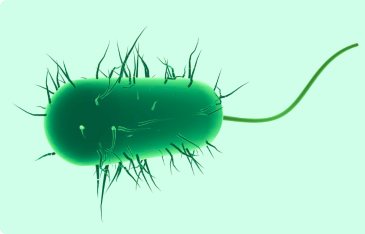 3D rendering of a single green bacterium with flagella on a light green background