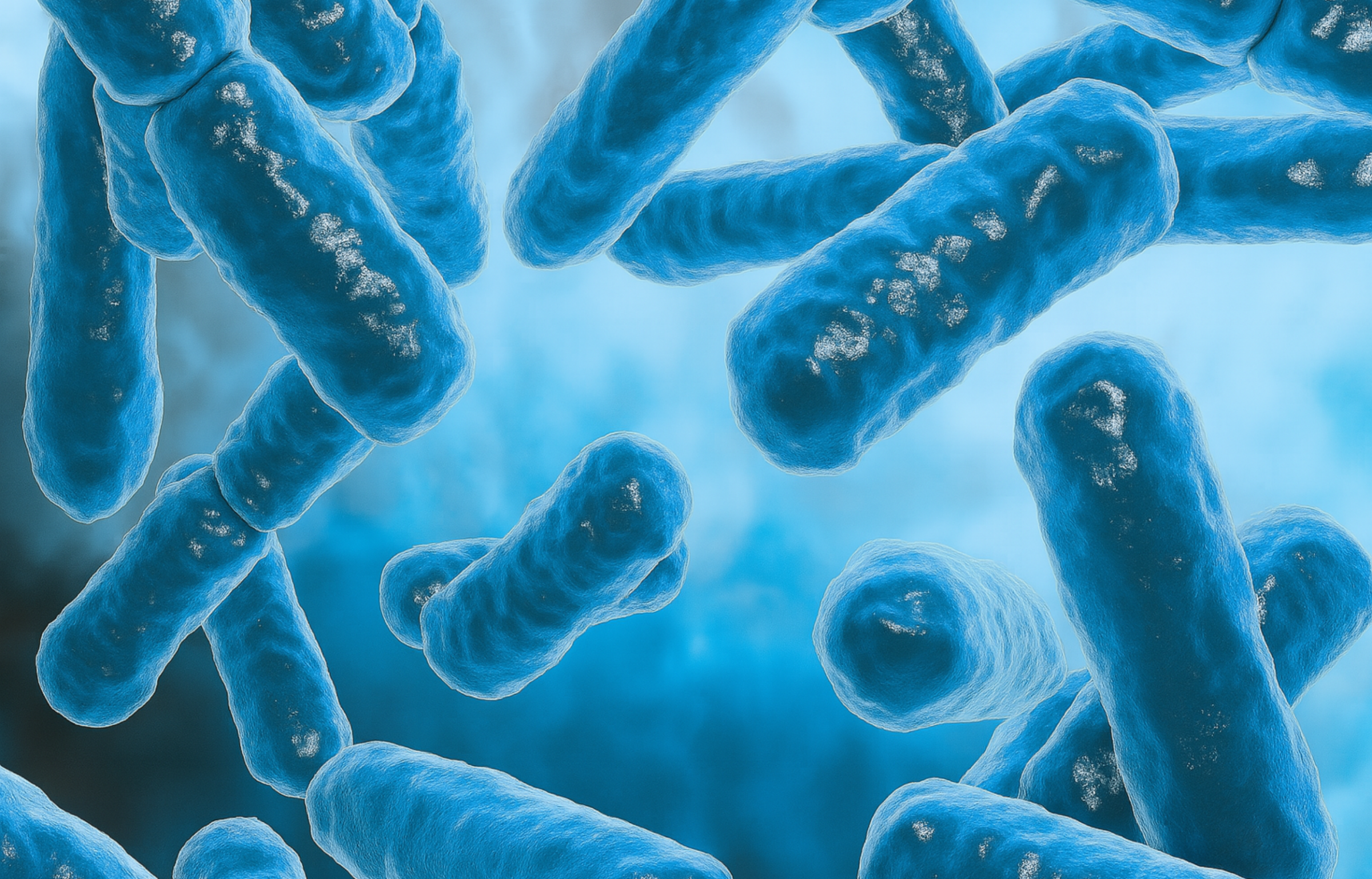Microscopic view of blue rod-shaped bacteria against a blurred blue background.