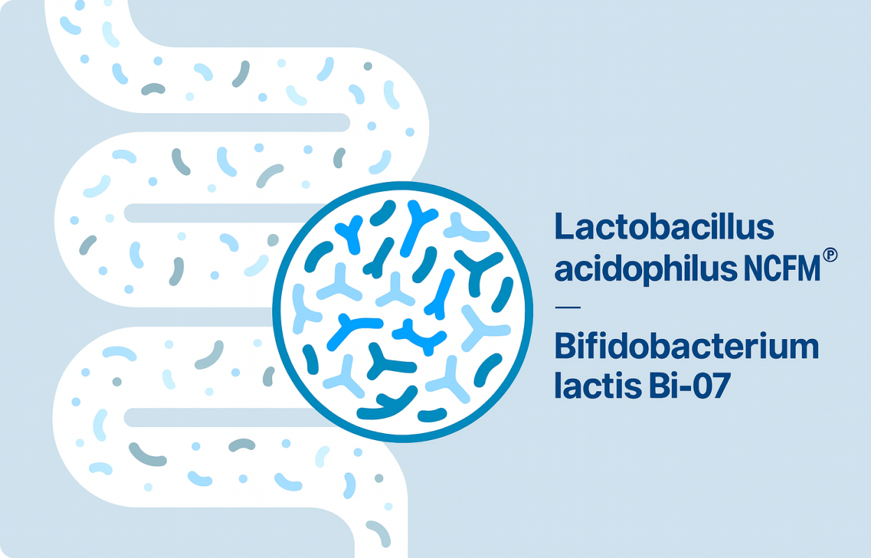 Stylized illustration of the human gut with a magnified circle showing various bacteria types, alongside text naming Lactobacillus acidophilus NCFM® and Bifidobacterium lactis Bi-07.