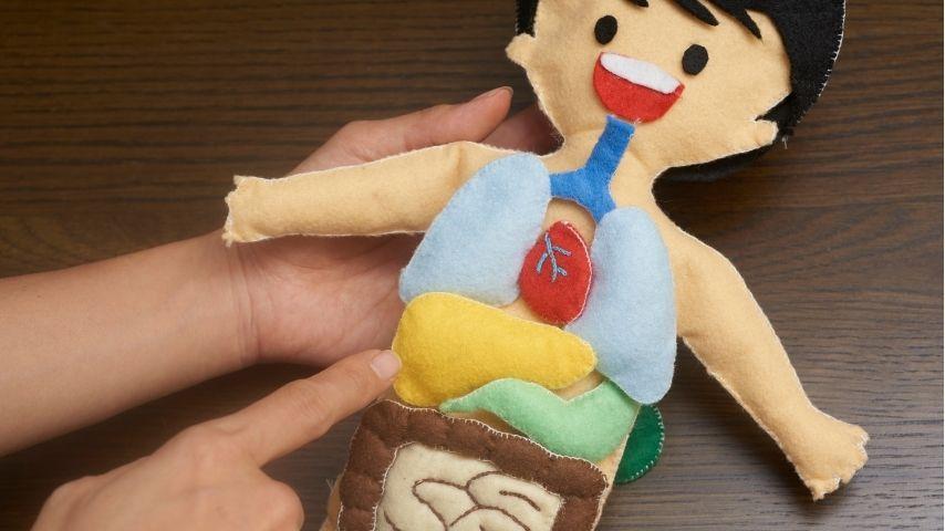 What Is Pediatric Liver Transplant- A Simple Guide for Families Hearing the Word for the First Time