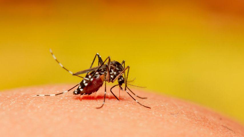 Dengue