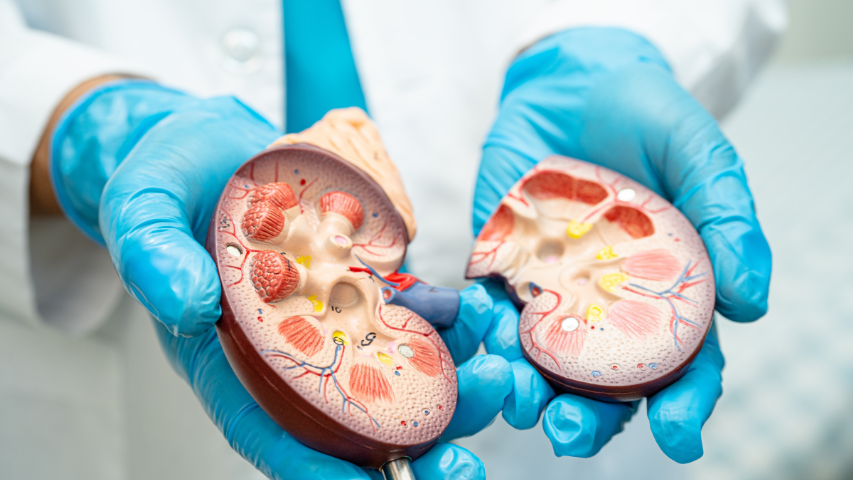 Understanding the Difference-ransplant vs Dialysis – What Kidney Patients Should Know