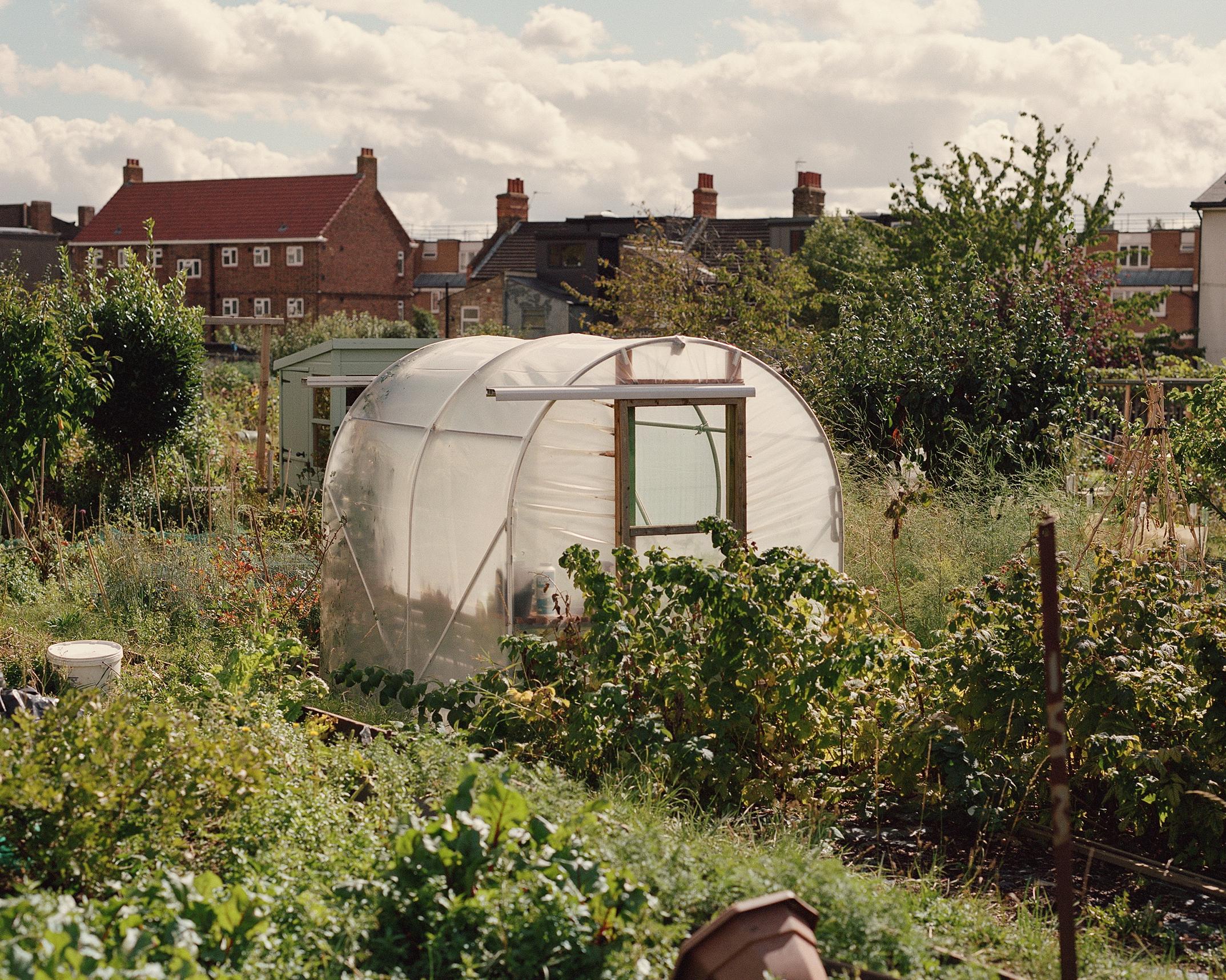 A large allotment site with greenhouse