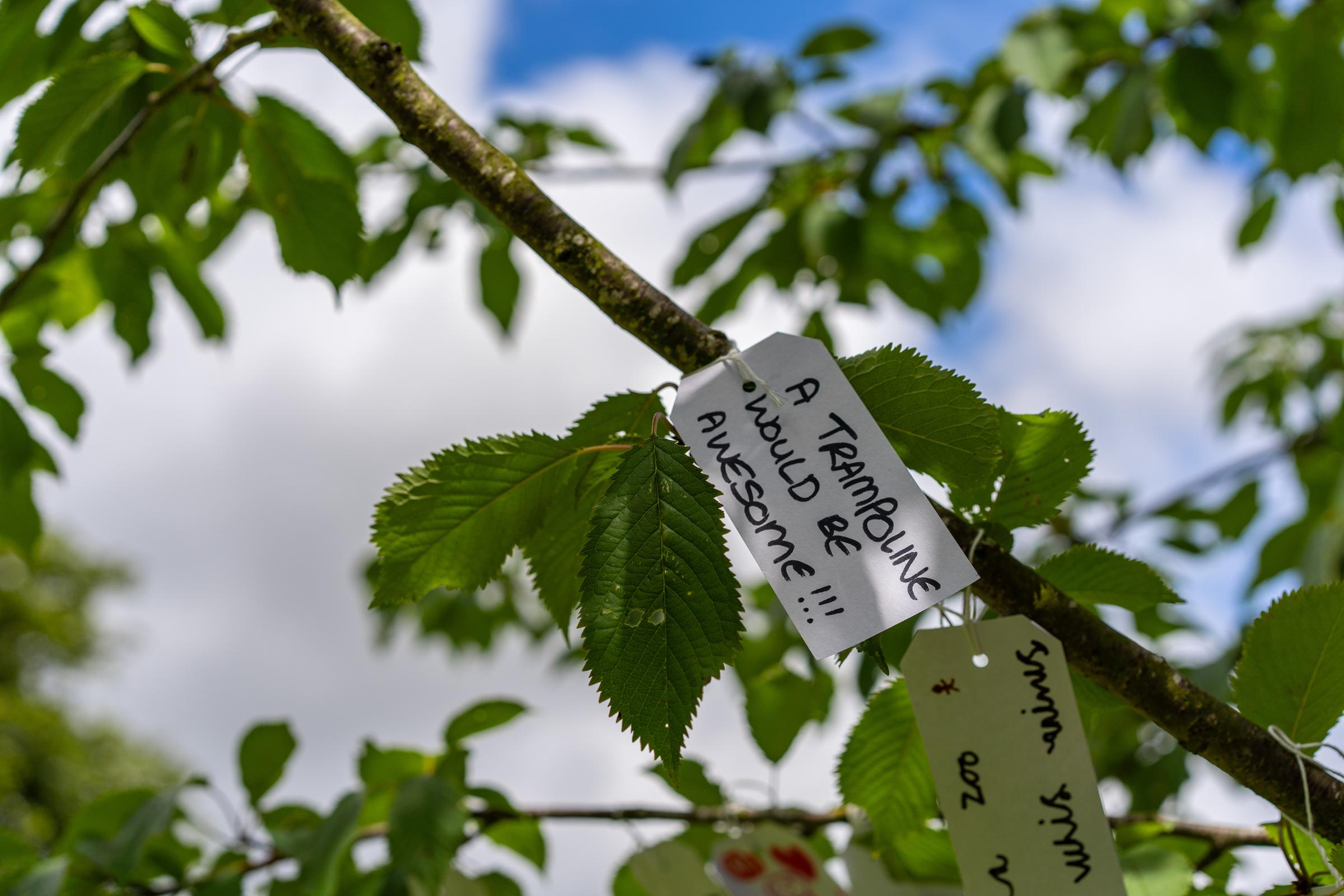 People's wishes for Homestead Park recorded on labels tied to a tree