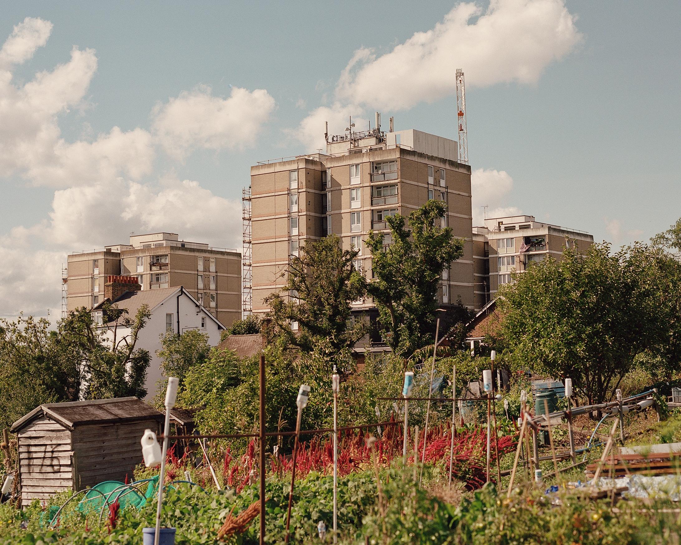 A large allotment site in London next to flats