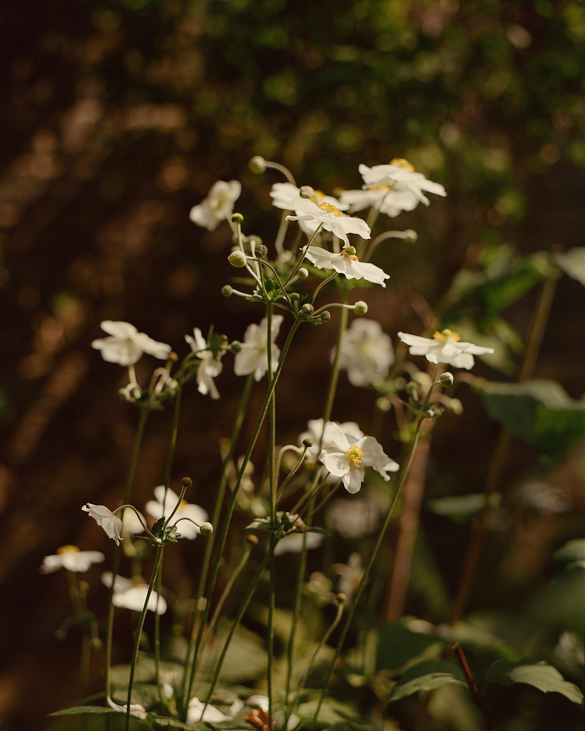 White flowers growing on a residential estate.