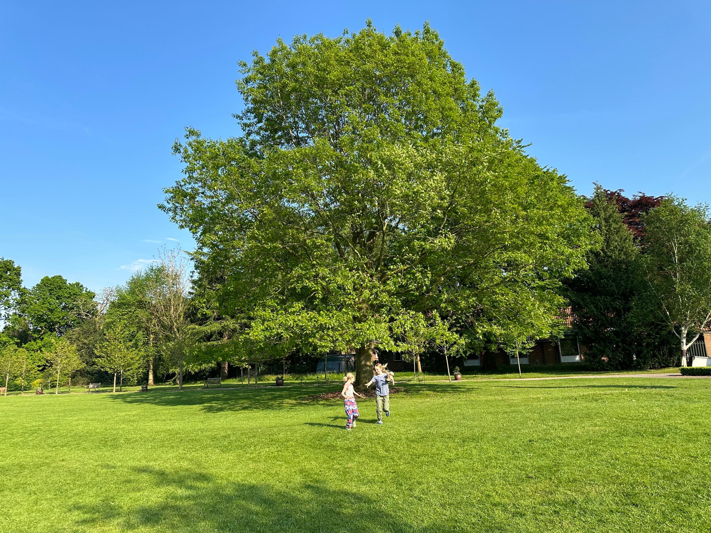 Children playing in Homestead park
