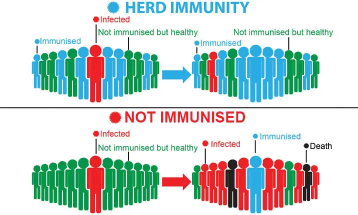Vaccine benefit herd immunity