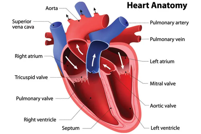Diagram of the heart anatomy.