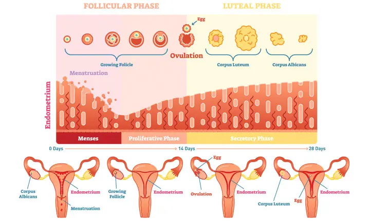 Time between ovulation and on sale menstruation