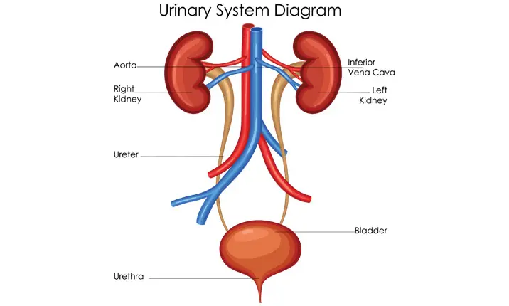 Kidney stones - symptoms, causes and treatment 