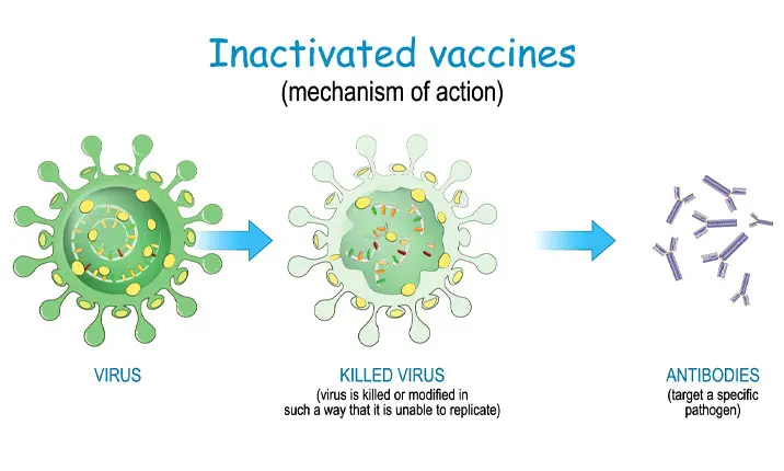 Inactivated vaccines
