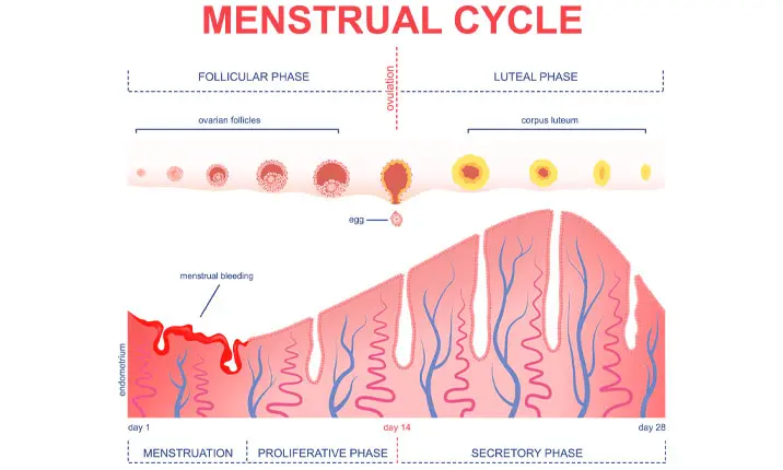 Menstrual cycle. Luteal and Follicular phase. Growing follicle