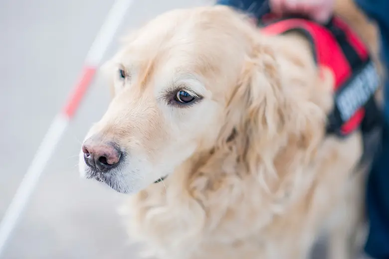 医院内的导盲犬