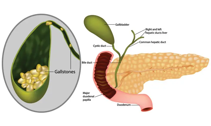 bile duct