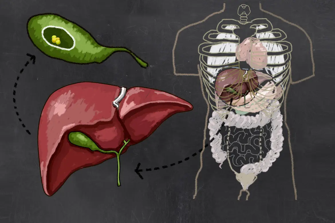 gall bladder