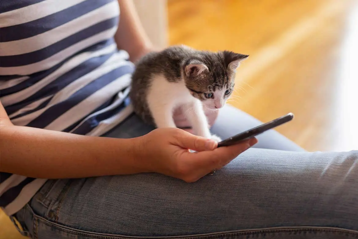 Cat lovers rejoice: watching online videos lowers stress and makes you happy