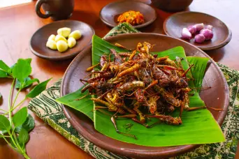 Edible insects as food provide health benefits such as being high in protein, amino acid, and iron.