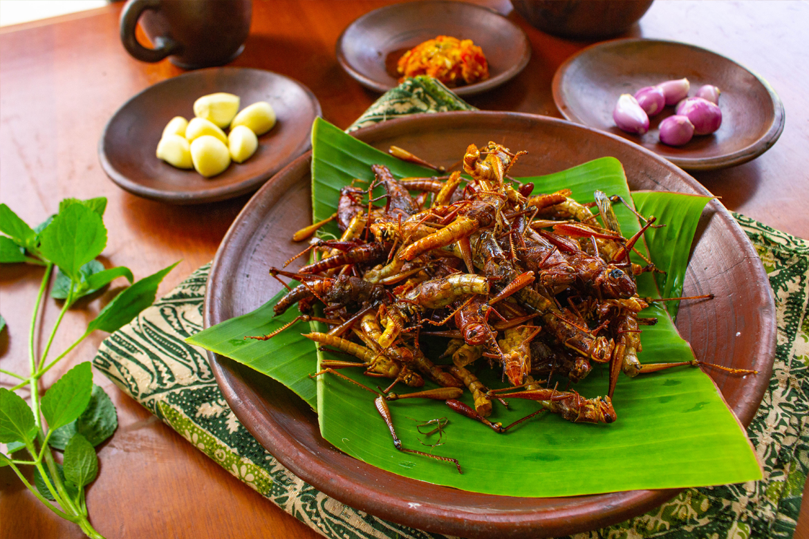 Edible insects as food provide health benefits such as being high in protein, amino acid, and iron.