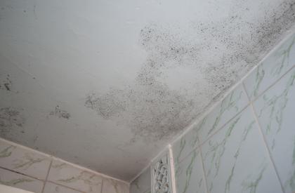 A colony of black mold on a white ceiling. Dirt, infection, unsanitary conditions
