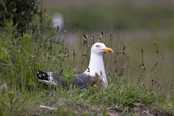 A seagull