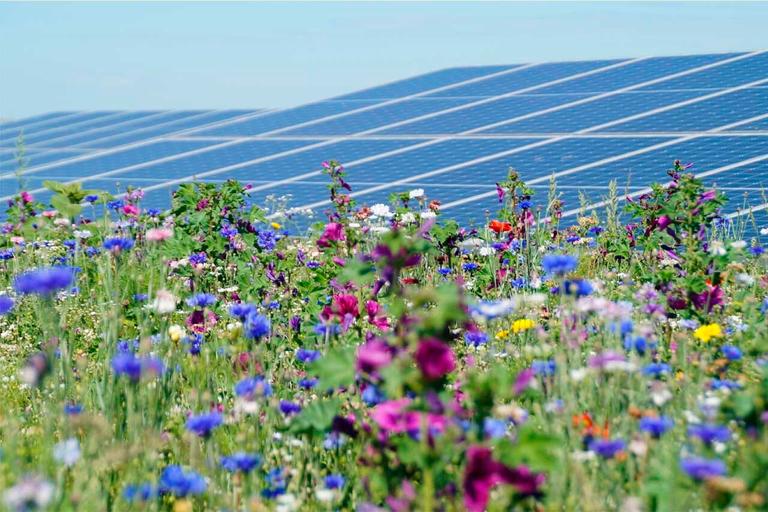 Een bloemenveld naast zonnepanelen