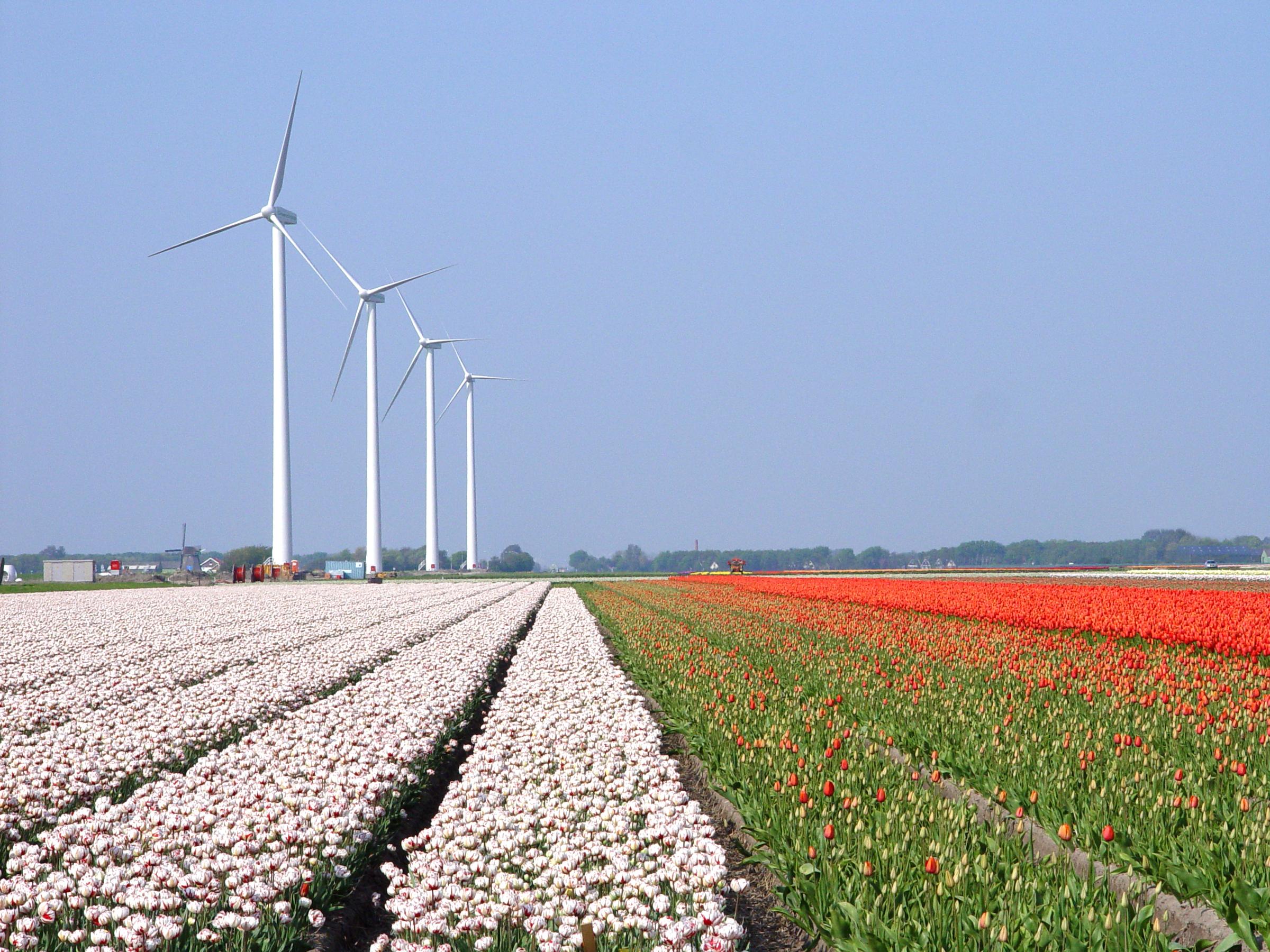Windpark Burgervlotbrug