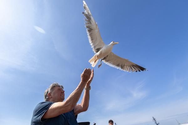 Meeuwen zenderen op de Maasvlakte