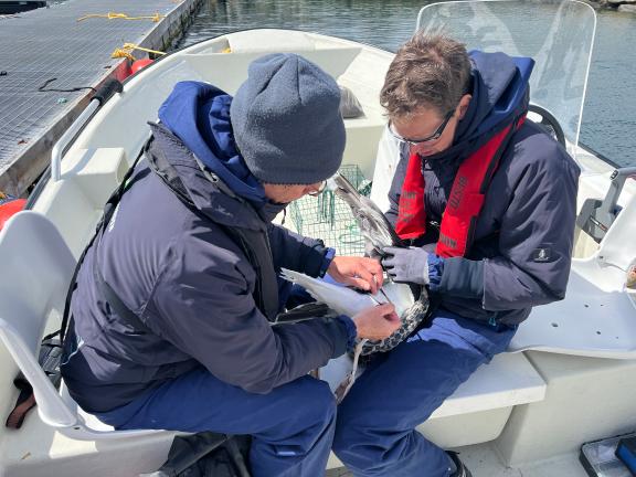 Marin van Regteren en een onderzoeker van Waardenburg Ecology met een mantelmeeuw