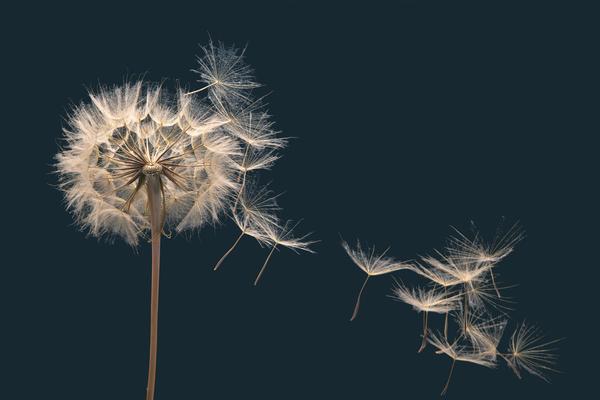 Een uitgebloeide paardebloem waarvan de pluisjes langzaam loslaten