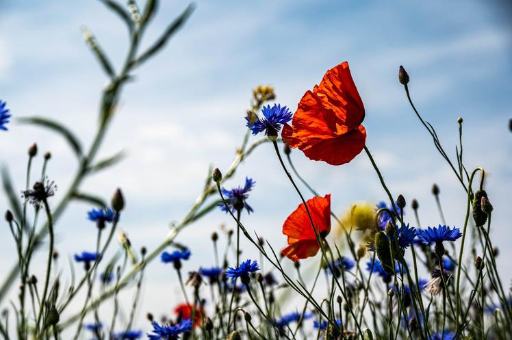 Flowers against a blue sky