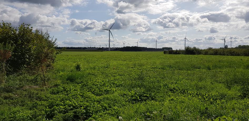 Groene vlakte bij Bosruitertocht
