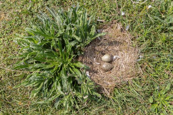 Kleine mantelmeeuw nest met eieren
