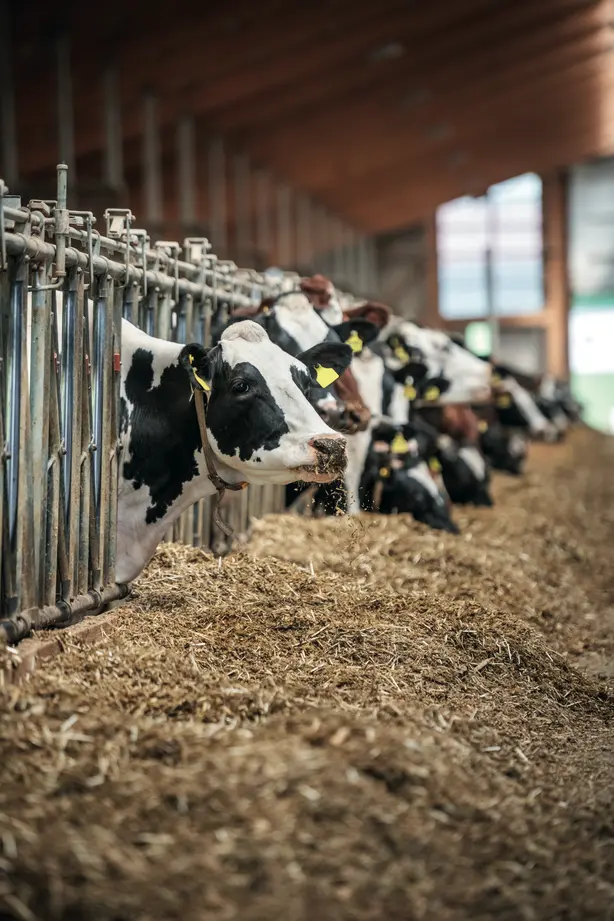 Cows are visible in an agricultural facility. 