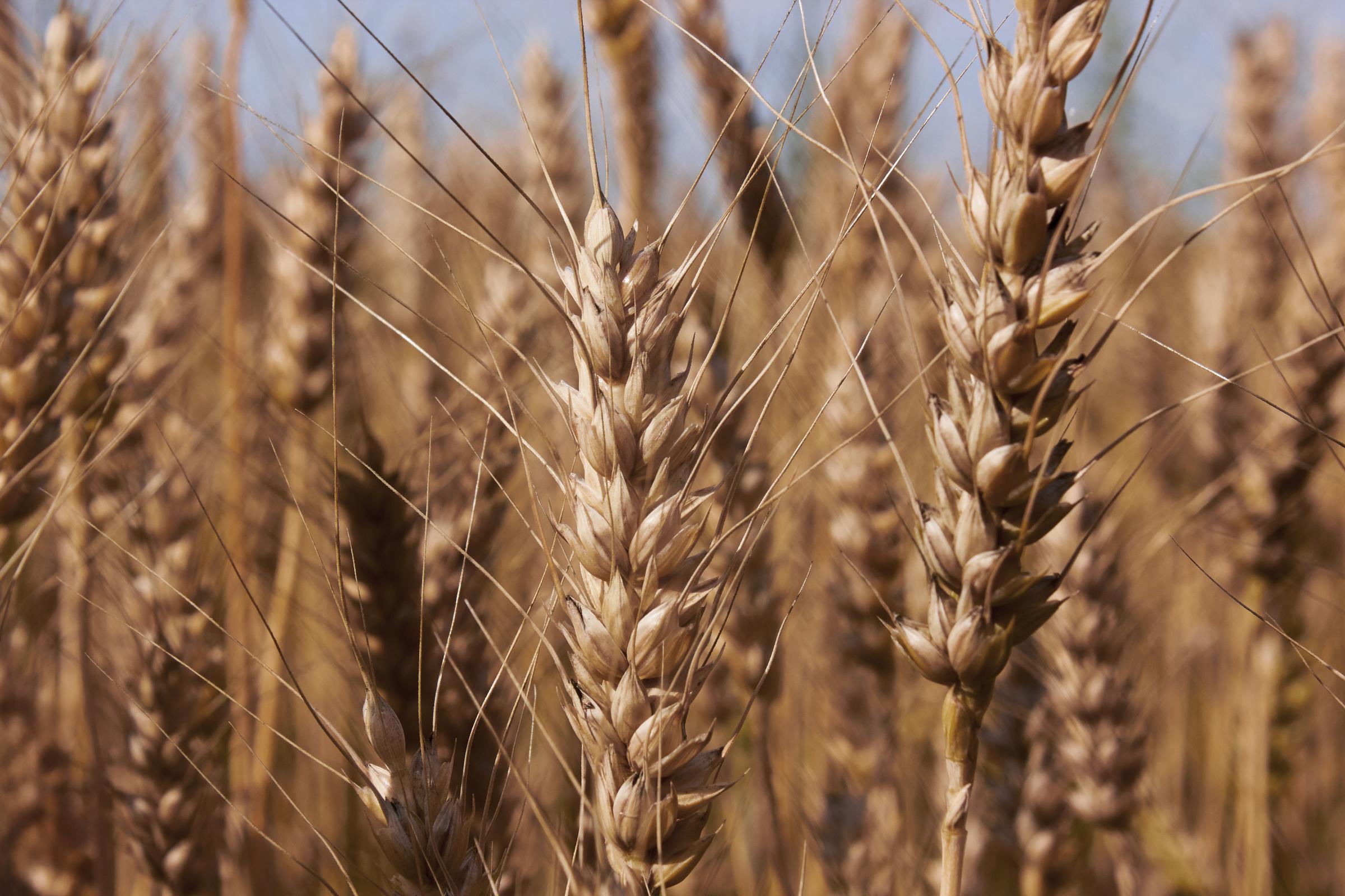 field-crop-wheat-close-up