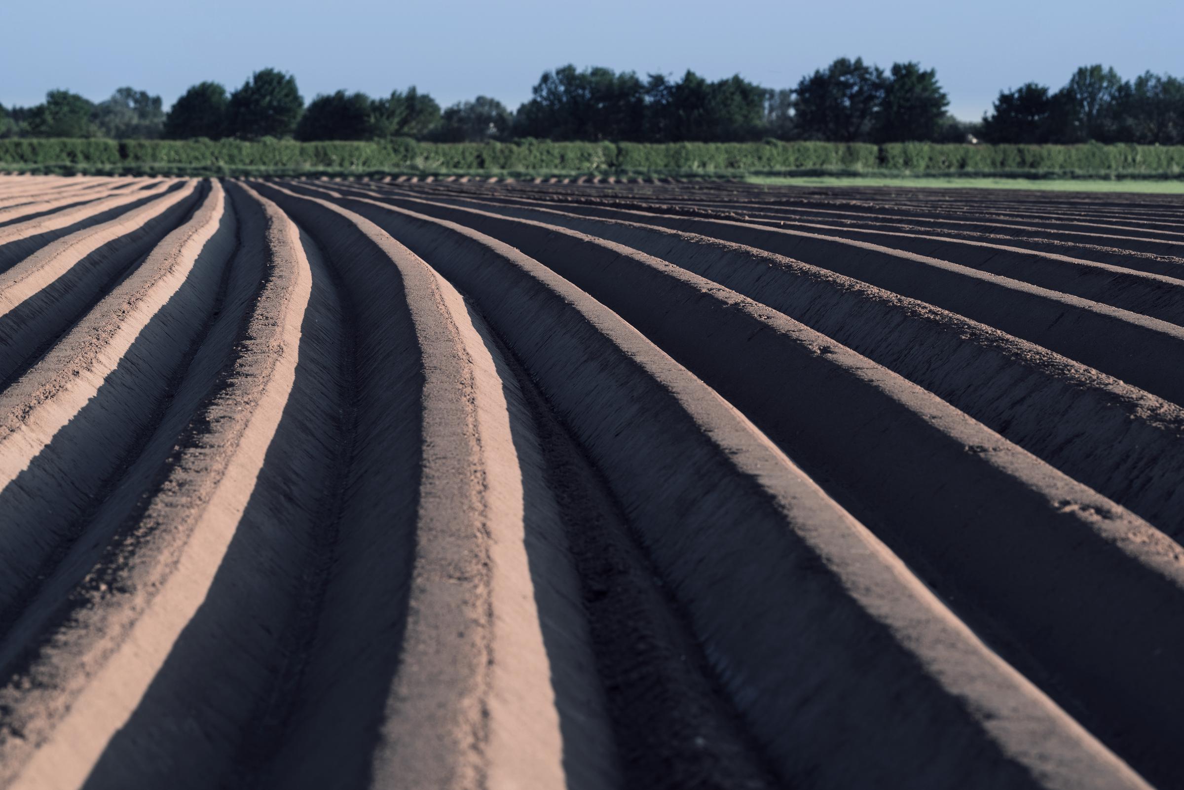 asparagus-cultivation field
