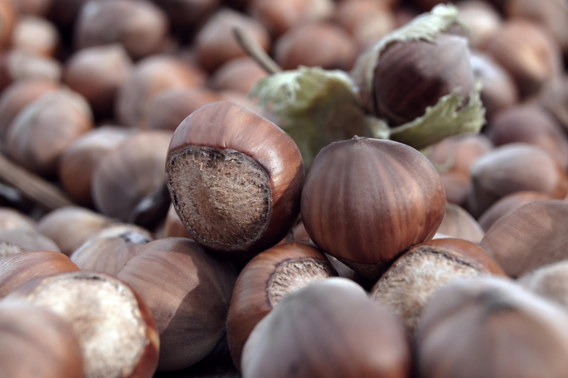 hazelnut-close up