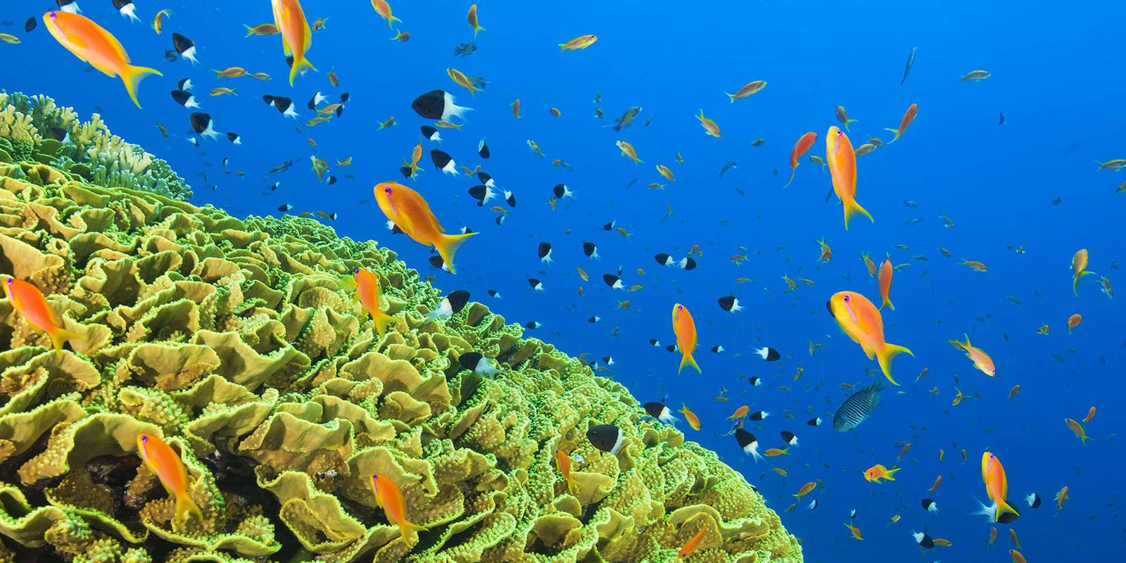 ocean-preservation-and-sustainable-investing