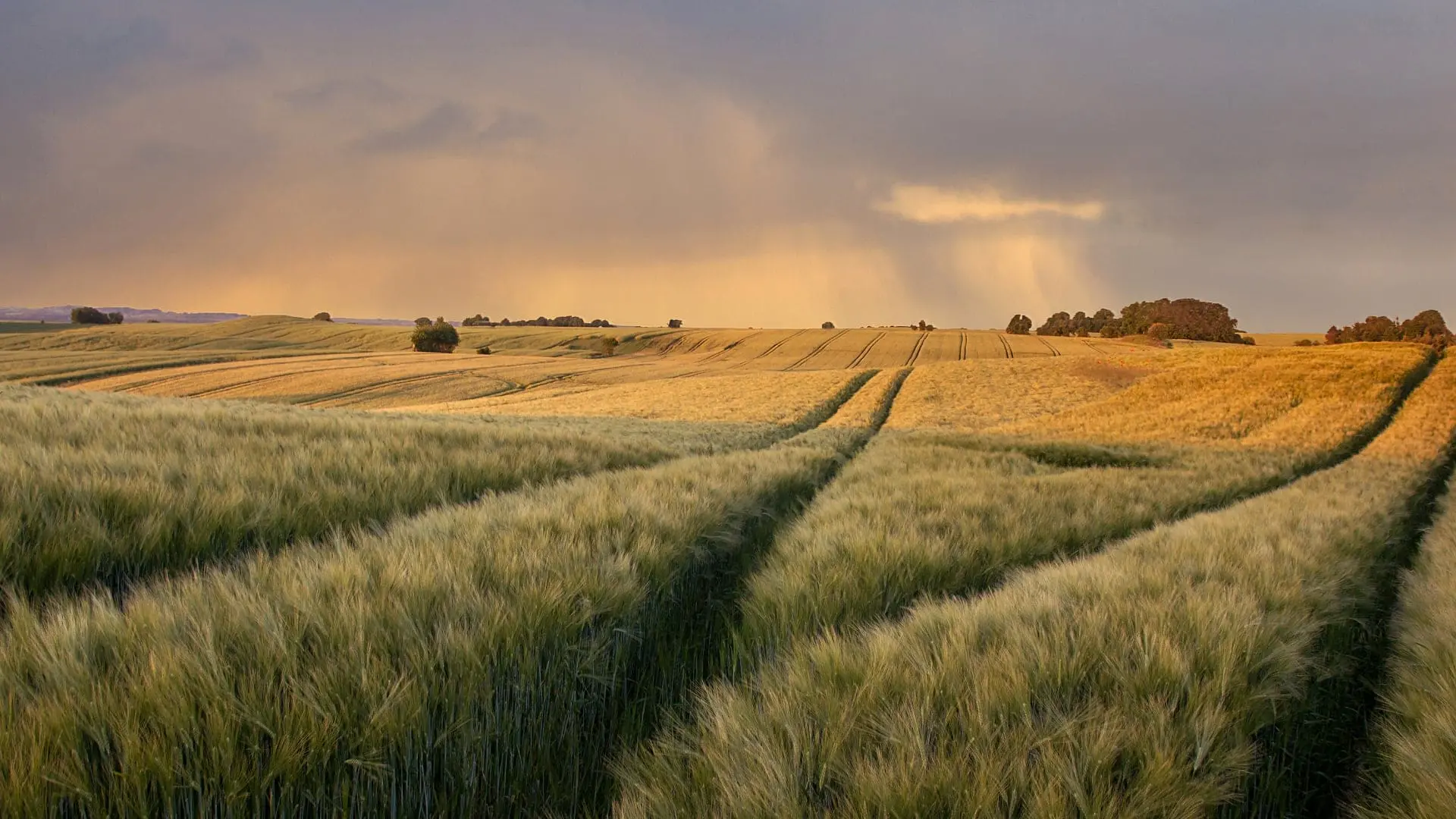 Golden sunlight illuminating a vast wheat field with dramatic sky and a distinct path through the crops in Denmark.