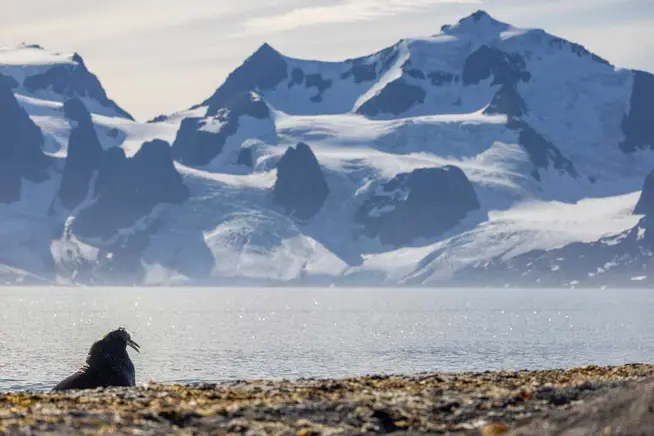 Seal resting on a shore with snowy mountains and glacial backdrop.