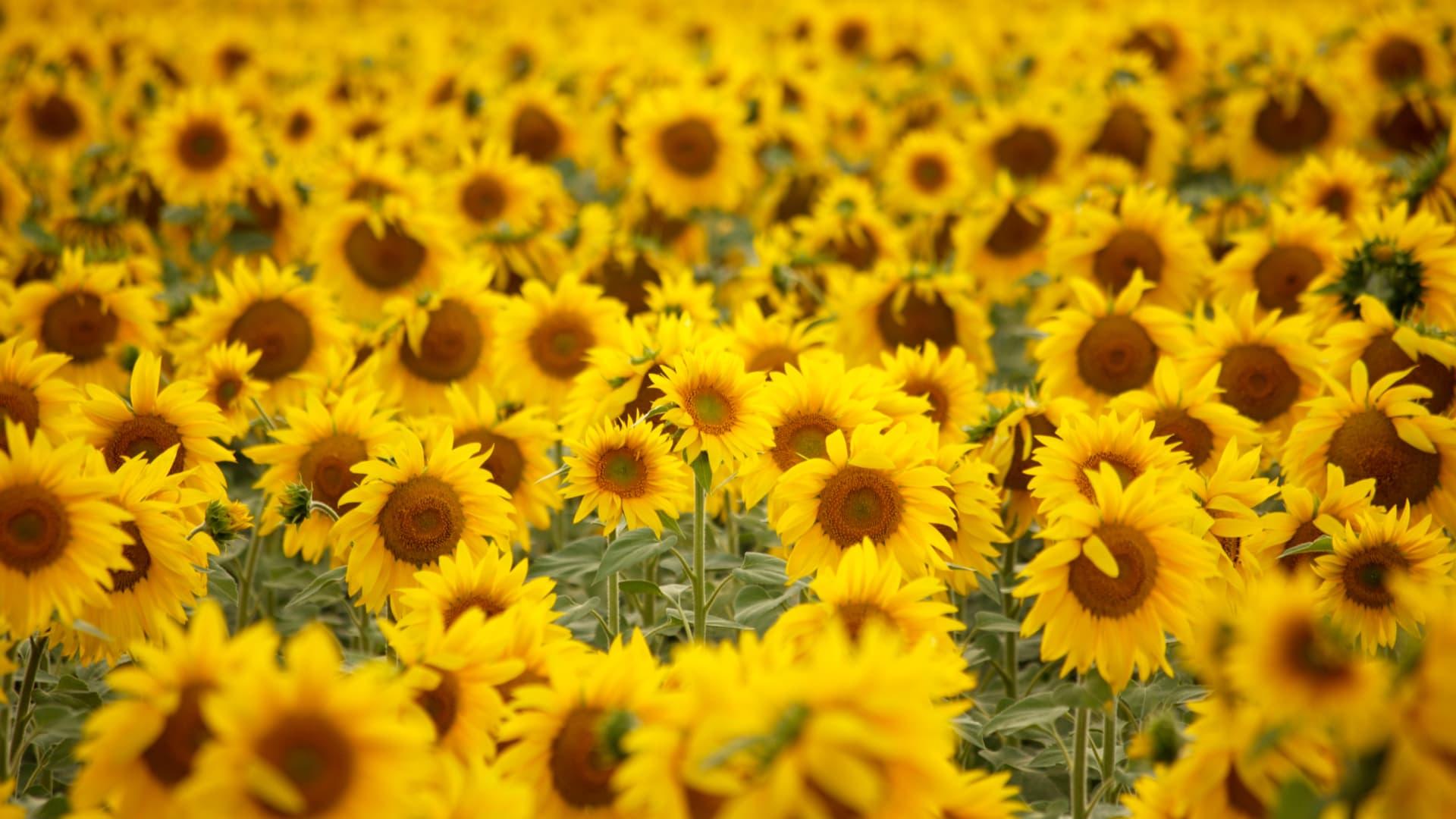 Vast field of blooming sunflowers under bright sunlight in Ukraine.