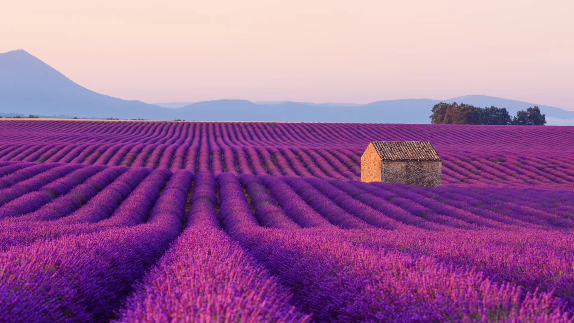 Lavender fields with a stone hut during sunset with mountains in the background in France.