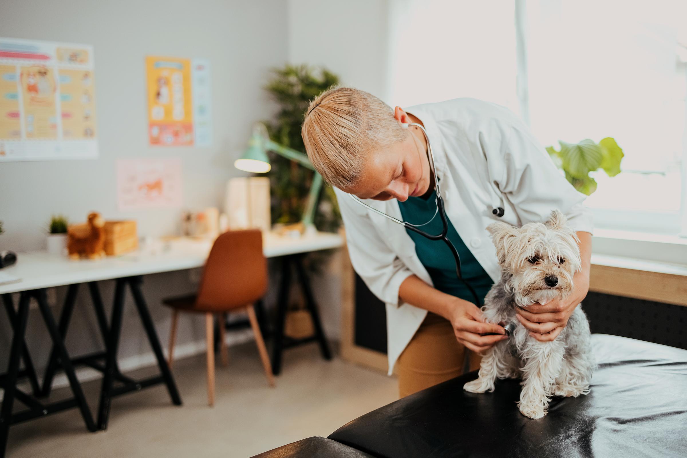 persons at vet engaging  with pets 
