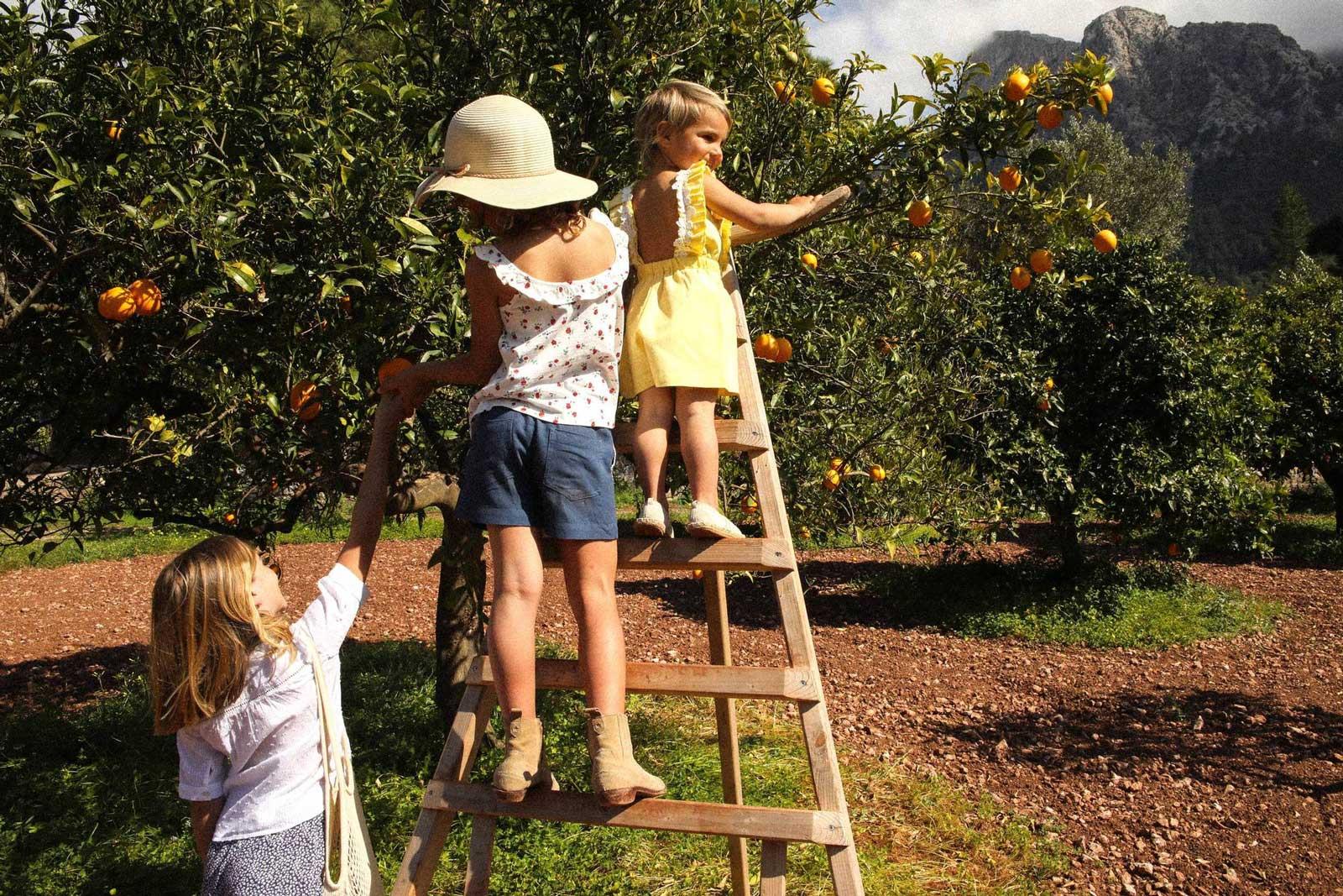 Drie kinderen plukken sina sina van een boom, eentje staat op een ladder.