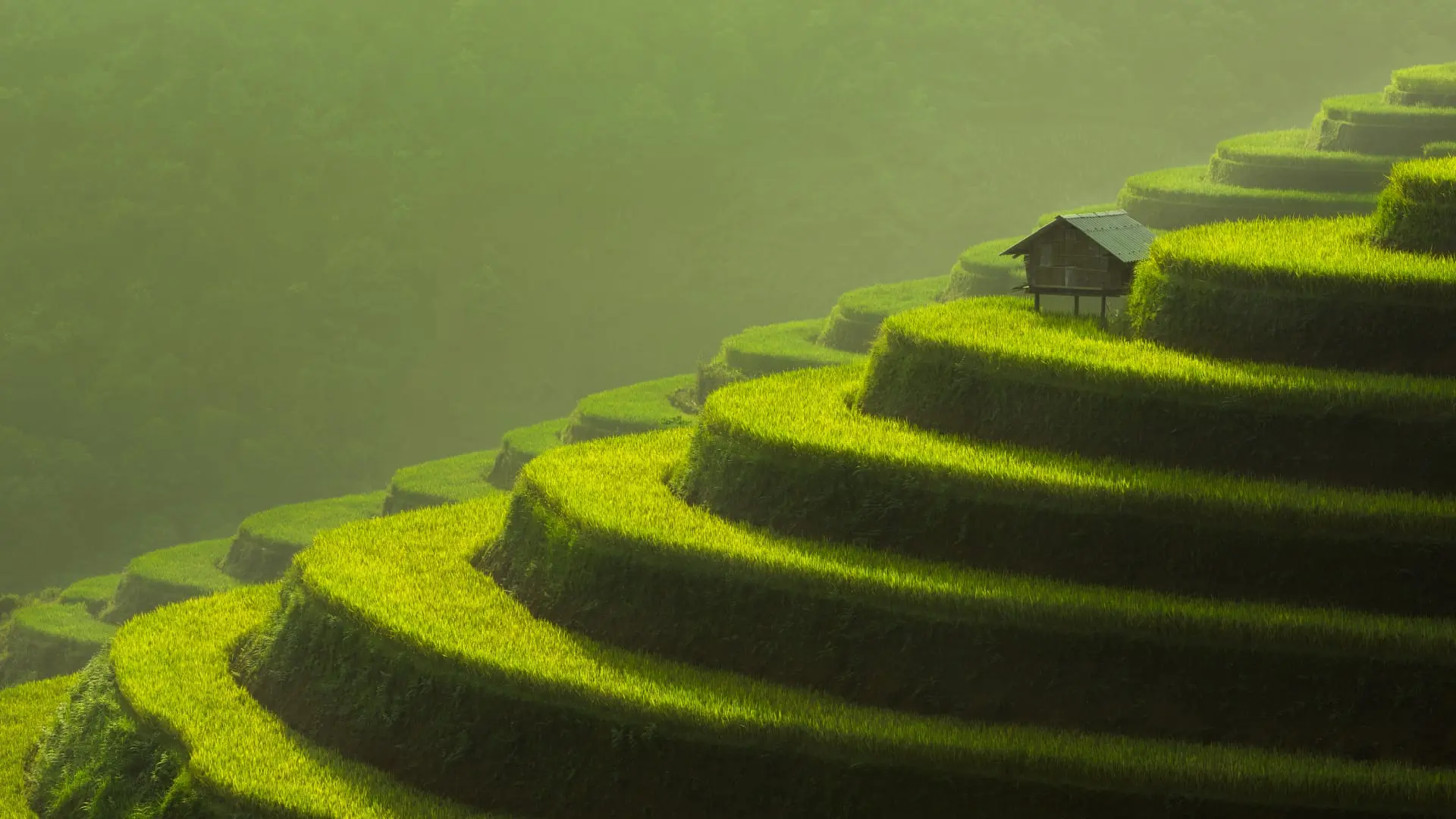 Terraced rice fields with a small hut during sunrise in Vietnam.