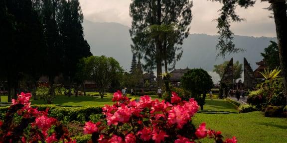 Jardín exuberante con flores rosas en flor en primer plano y montañas al fondo.