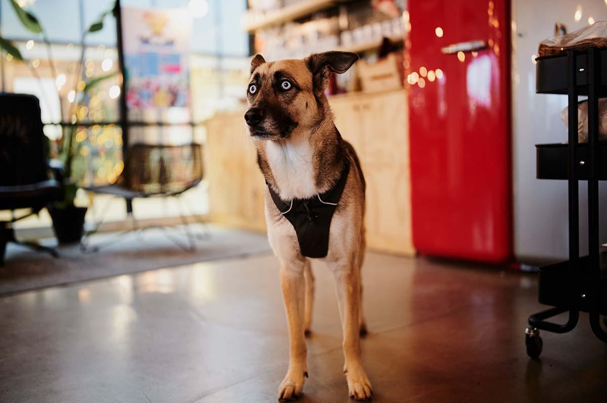 cute dog at the office of recharge.com