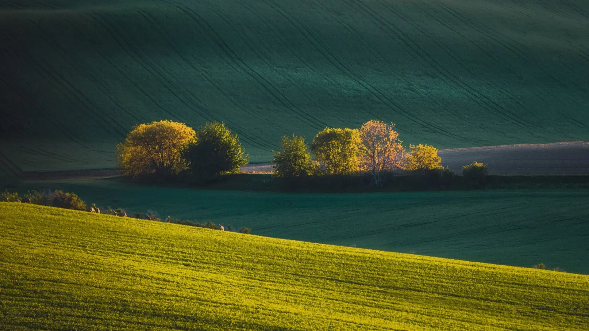 Sunlight casting shadows on rolling green hills with trees in Czechia.