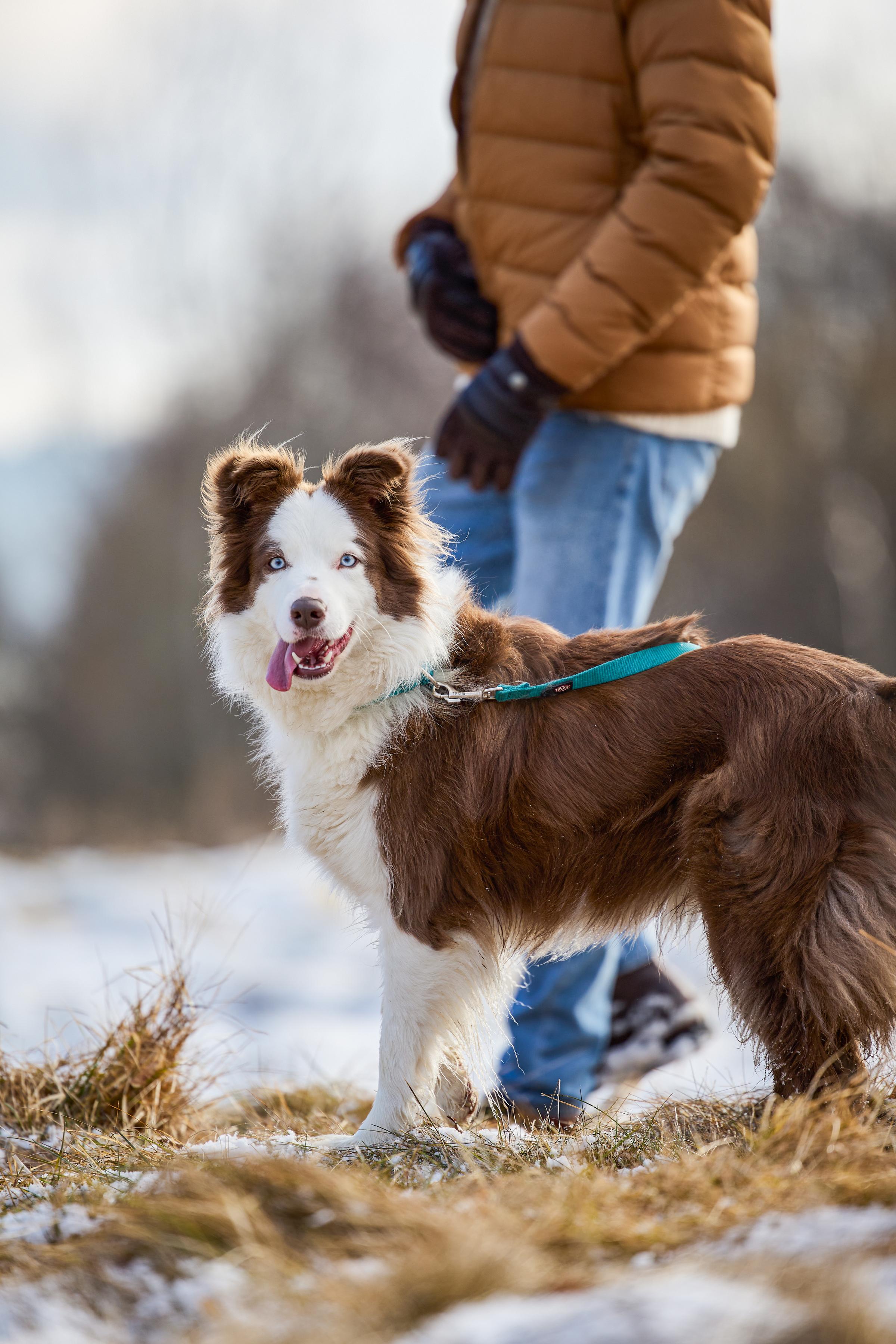 Ein Hund mit braun und weißem Fell steht im Winter, Person in warmen Kleidung im Hintergrund