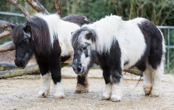 zwei-ponys.jpg